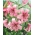 Lilium, Lily Pink Tiger - XL pak - 50 st - 
