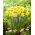 Barenwyn daffodil - XXXL pack  250 pcs