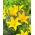 Lily - Easy Sun - pollenfri, perfekt til vasen! - XL pakke - 50 stk.