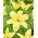 Lily - Easy Vanilla - pollenfrei, perfekt für die Vase! - XL-Packung - 50 Stk - 