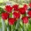 Tulipa de vestido vermelho - pacote XXXL 250 unid.