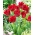 Röd Springgreen tulpan - XL förpackning - 50 st