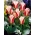 Tulipe Rosanna - pack XXXL 250 pcs