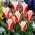 Tulipe Rosanna - 5 pieces