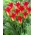Royal Gift tulipán - XXXL pack 250 uds