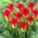Tulipe Royal Gift - Pack XL - 50 pcs