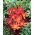Baby tulipano scarlatto - XXXL conf. 250 pz