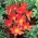 Scarlet Baby Tulpe - XL-Packung - 50 Stk - 