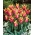 Sonnet tulipan - XL pakke - 50 stk.