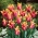 Tulipa soneto - 5 peças