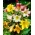 Trumpet lily selection - XL pack - 50 pcs