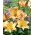 Easy Fantasy Asiatic lily - XL balení - 50 ks.