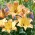 Easy Fantasy Asiatic lily - XL pack - 50 pcs