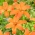 Mandarin Star лилия без полени, перфектна за вази - голяма опаковка! - 10 бр - 