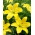 Crin Cocotte galben fara polen, perfect pentru vaze - pachet XL - 50 buc.