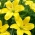 Crin Cocotte galben fara polen, perfect pentru vaze - pachet mare! - 10 buc.