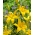Lys asiatique Yellow County - paquet XL - 50 pcs