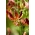Arabian Knight martagon лилия; Турска капачка лилия - голяма опаковка! - 10 бр - 