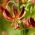 Arabian Knight martagon lily; Turk's cap lily