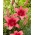 Pink County Asiatisk lilje - stor pakke! - 10 stk