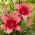 Pink County Asiatic lily - XL pack - 50 pcs