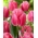 Tulipano Cacharel - Confezione XXXL 250 pz