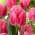 Tulipa Cacharel - embalagem XXXL 250 unid.