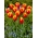 Dow Jones tulip - XXXL pack  250 pcs
