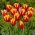 Tulipano Dow Jones - XXXL confezione 250 pz