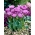 Lilac Perfection tulpė - XXXL pakuotė 250 vnt.
