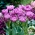 Lilac Perfection tulipán - XXXL balení 250 ks.