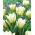 Tulipano White Valley - XXXL conf. 250 pz