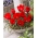 Bergtulpe Tulipa wilsoniana - XXXL Packung 250 Stk - 