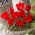Bergtulpe Tulipa wilsoniana - XXXL Packung 250 Stk - 