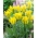 Yellow Springgreen tulip - XXXL pack  250 pcs
