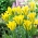 Yellow Springgreen tulip - 5 pcs