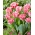 Crispion Tulipe sucree - XXXL pack 250 pcs