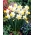 Ara daffodil - XL pack - 50 pcs