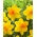 Narcis Bright Jewel - XL balení - 50 ks.