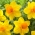 Bright Jewel daffodil - 5 pcs
