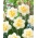 Fragrant Jewel daffodil - XXXL pack  250 pcs