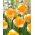 Swirl daffodil - XXL pack 150 pcs