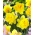 Narcisa Twinflower - XXXL pachet 250 buc.