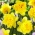 Twinflower daffodil - XXXL pack  250 pcs