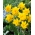 Van Sion daffodil - 5 pcs