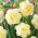 White Surprise daffodil -  XXXL pack  250 pcs