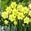 Golden Salome daffodil - 5 pcs