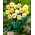 Double-flowered daffodil selection - XL pack - 50 pcs