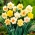 Double-flowered daffodil selection - XL pack - 50 pcs