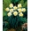 Wave daffodil -  XXXL pack  250 pcs
